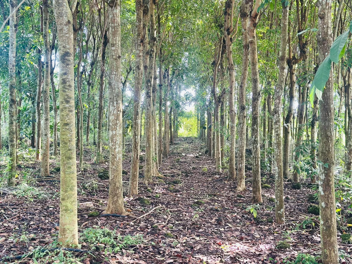 Bán đất nông nghiệp 1000m² sổ hồng riêng Đồng Nai - Ảnh thu nhỏ 2