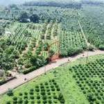 Bán đất 300m² full sổ hồng gần Pleiku, Gia Lai 299 triệu - Ảnh thu nhỏ 1