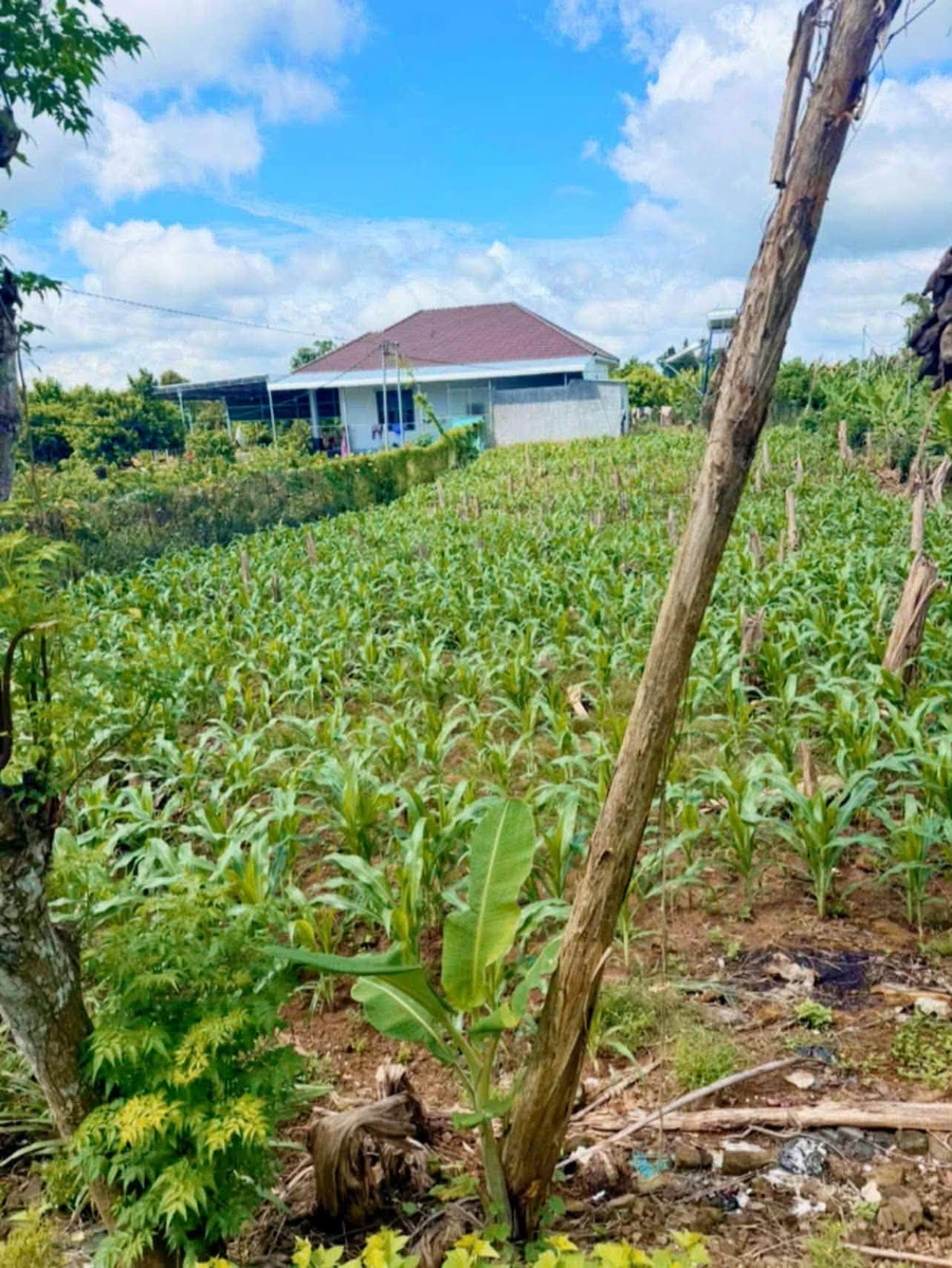 Bán lô đất 600m² thổ cư 100% mặt tiền Phú Vinh - Ảnh thu nhỏ 3