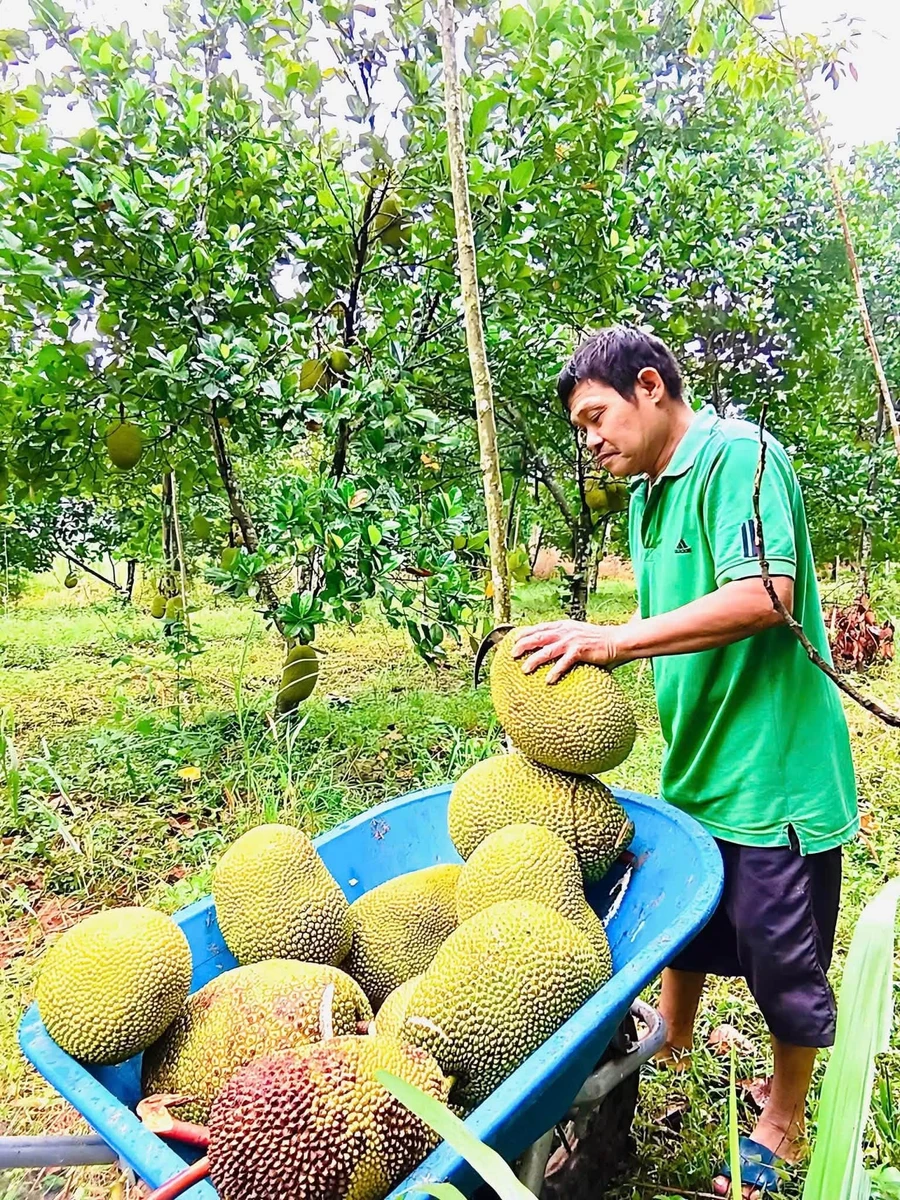 Bán đất 2000m2 có vườn gần QL13, giá 315 triệu - Ảnh thu nhỏ 4