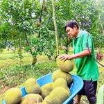 Bán đất 2000m2 có vườn gần QL13, giá 315 triệu - Ảnh thu nhỏ 4