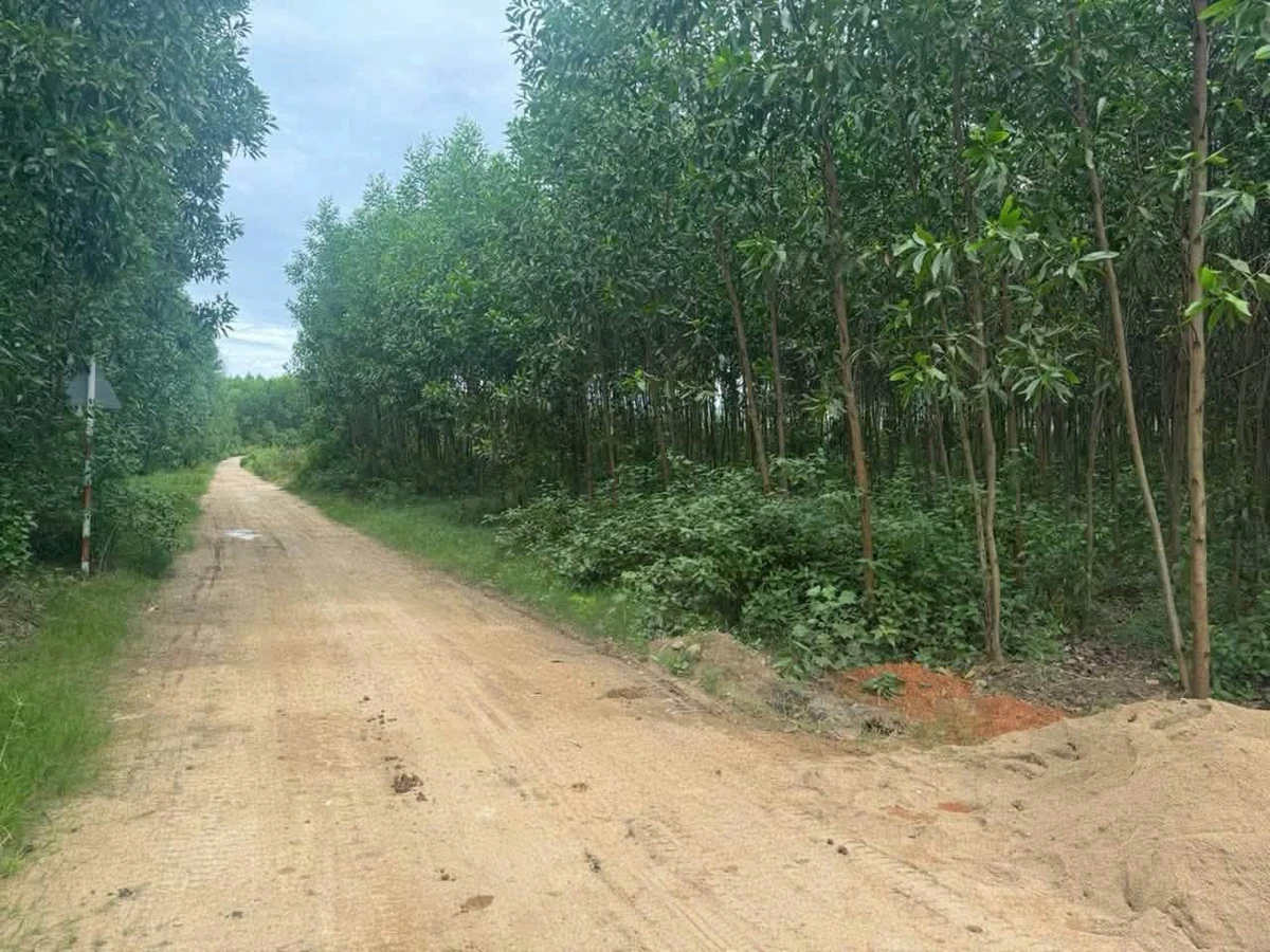 Bán lô đất vườn 7400 m² tại Khánh Hòa - Ảnh thu nhỏ 3