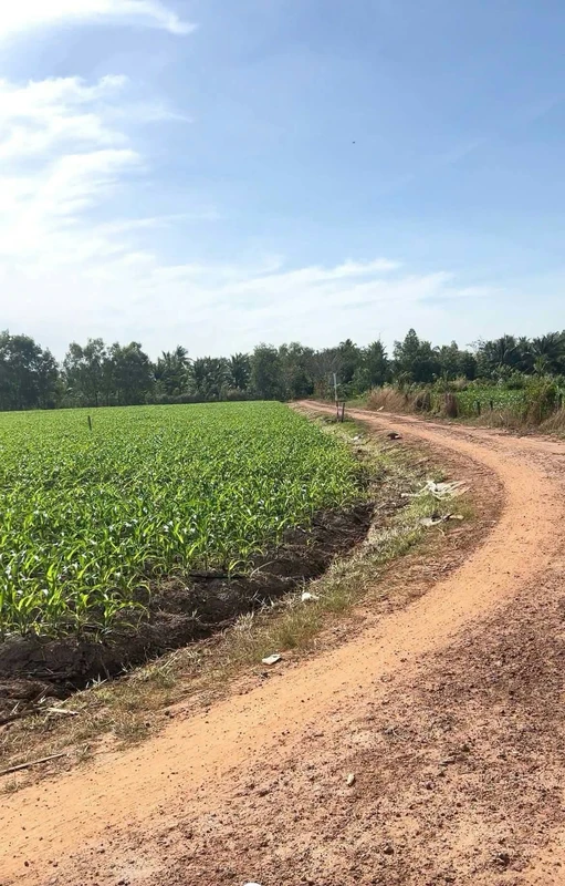 Bán đất 2000m² mặt tiền ở Châu Thành, Tây Ninh
