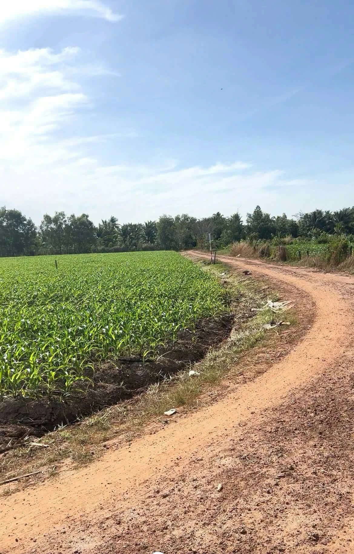 Bán đất 2000m² mặt tiền ở Châu Thành, Tây Ninh - Ảnh 1