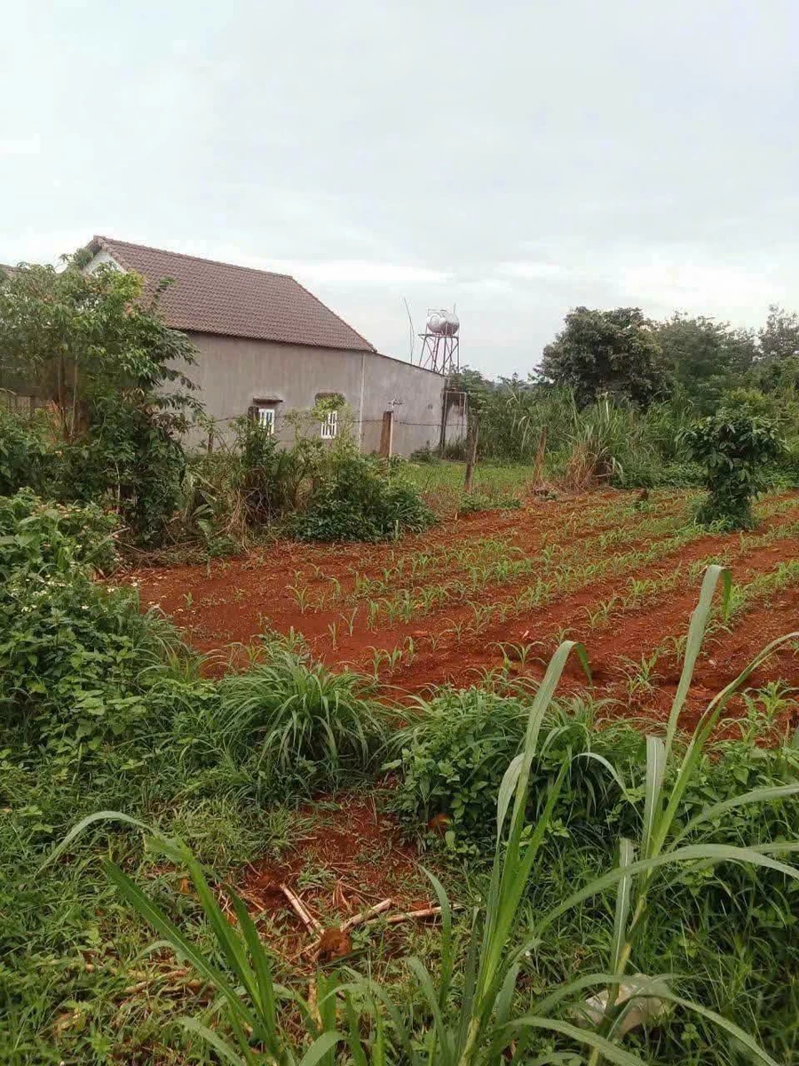 Bán đất mặt tiền 300m² Tân Tiến Lâm Đồng 420 triệu - Ảnh thu nhỏ 2