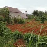 Bán đất mặt tiền 300m² Tân Tiến Lâm Đồng 420 triệu - Ảnh thu nhỏ 2