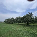 Bán đất vườn xoài 1.155m² gần sông La Ngà, Bình Dương - Ảnh thu nhỏ 2