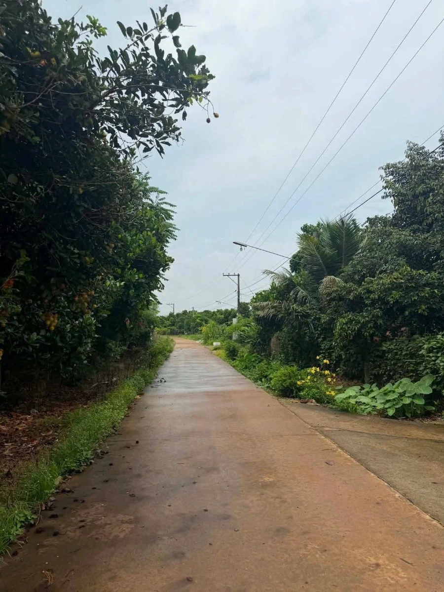 Bán vườn chôm chôm 500m² Long Khánh, 890 triệu - Ảnh thu nhỏ 4
