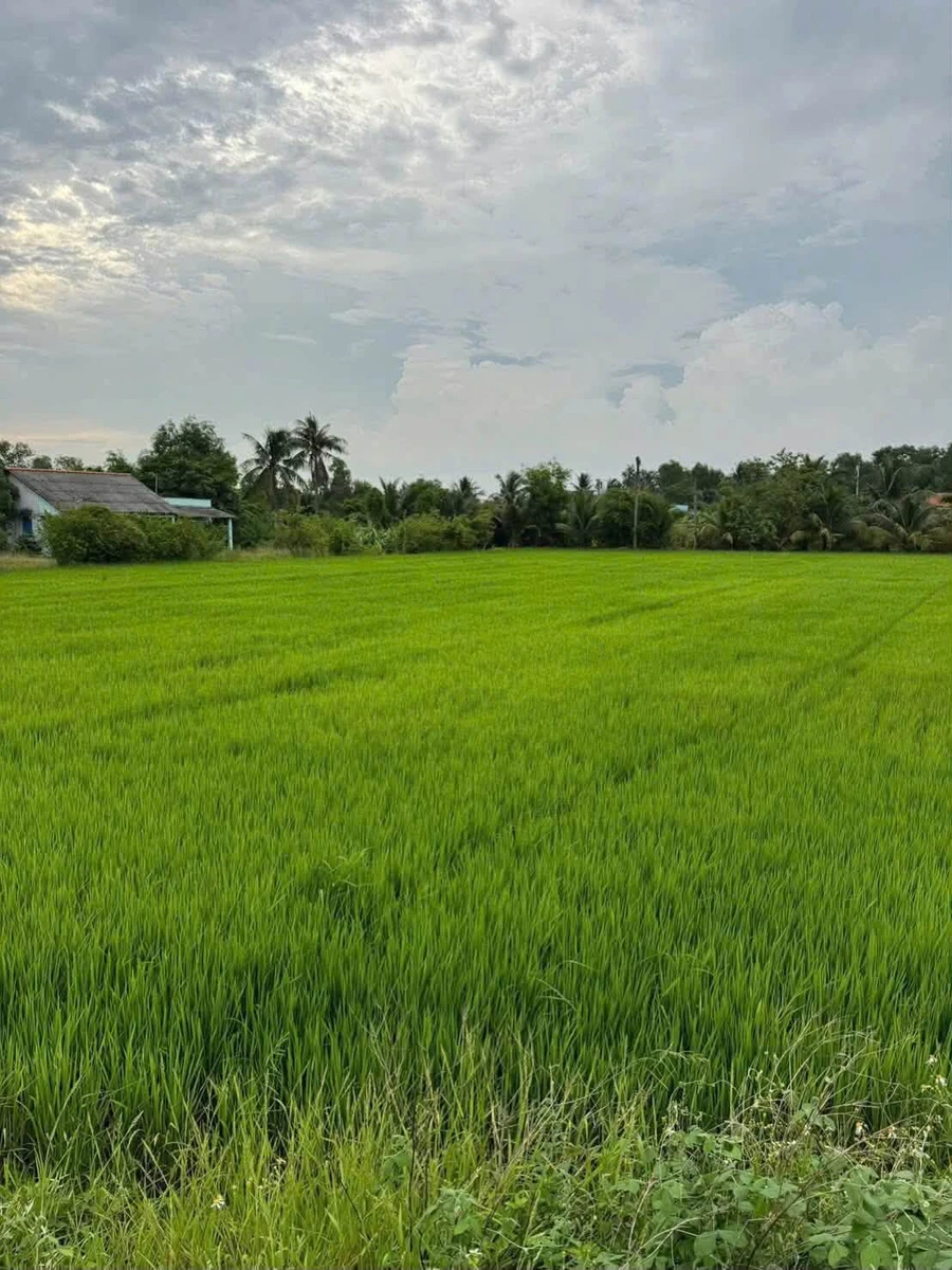 Bán đất 3.911,5m² giáp cao tốc TP.HCM-Trung Lương Tây Ninh - Ảnh thu nhỏ 4