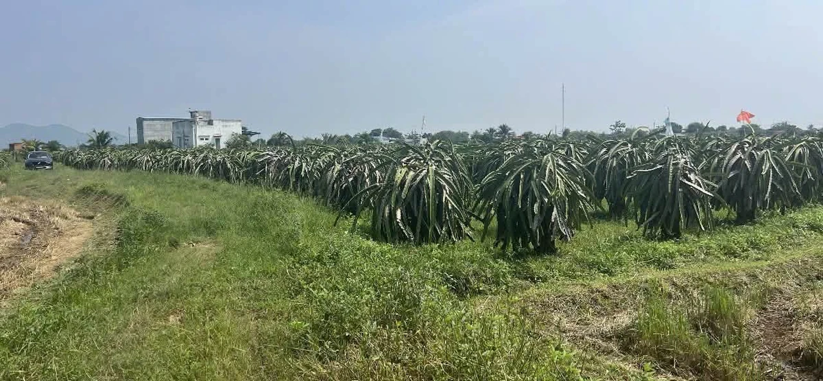 Bán đất Cần Giờ 1,8 sào 600 triệu - Ảnh thu nhỏ 3