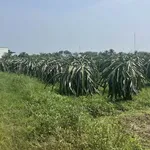 Bán đất Cần Giờ 1,8 sào 600 triệu - Ảnh thu nhỏ 3