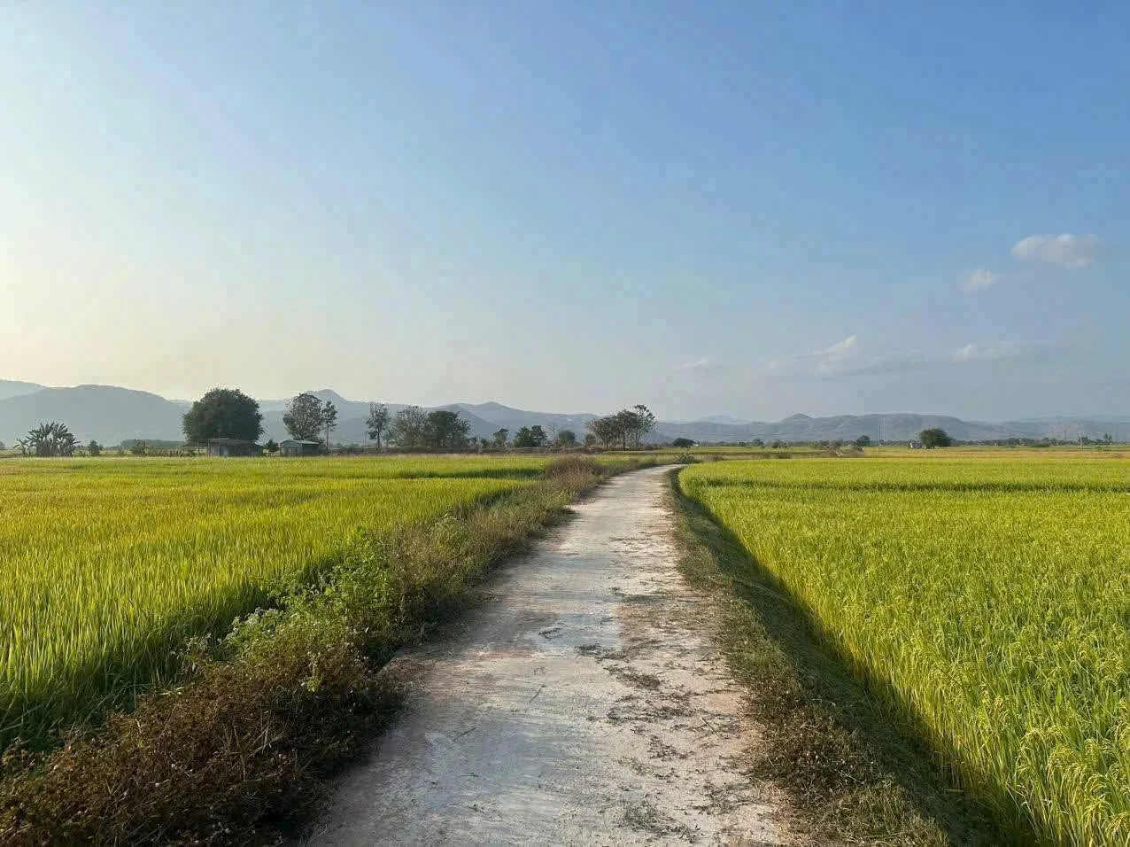 Bán đất thổ cư 1000m² Hàm Thuận 650 triệu - Ảnh 1