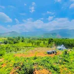 Bán đất vườn 3.000m² Ninh Lộc 750 triệu - Ảnh thu nhỏ 2