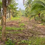 Bán đất vườn dừa 1100m2 Phú Tân Nhà Bè - Ảnh thu nhỏ 1