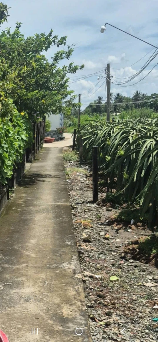 Bán đất lúa 955m² Châu Thành Long An 350 triệu - Ảnh 1