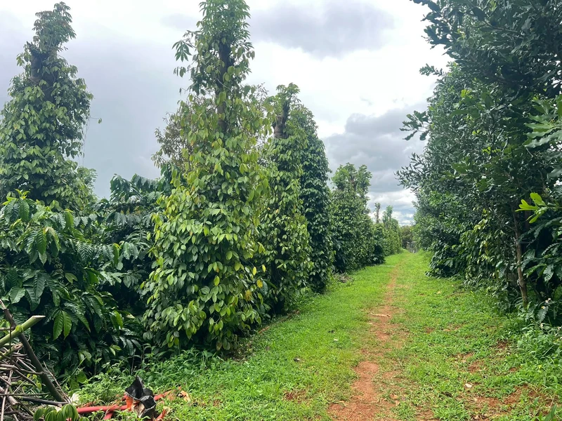 Bán đất 2 ha nhà vườn Xã Thuận Hạnh, Đắk Nông