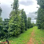 Bán đất 2 ha nhà vườn Xã Thuận Hạnh, Đắk Nông - Ảnh thu nhỏ 1