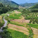Bán đất vườn trái cây 400m2 mặt tiền Đạ Tẻh Lâm Đồng - Ảnh thu nhỏ 4