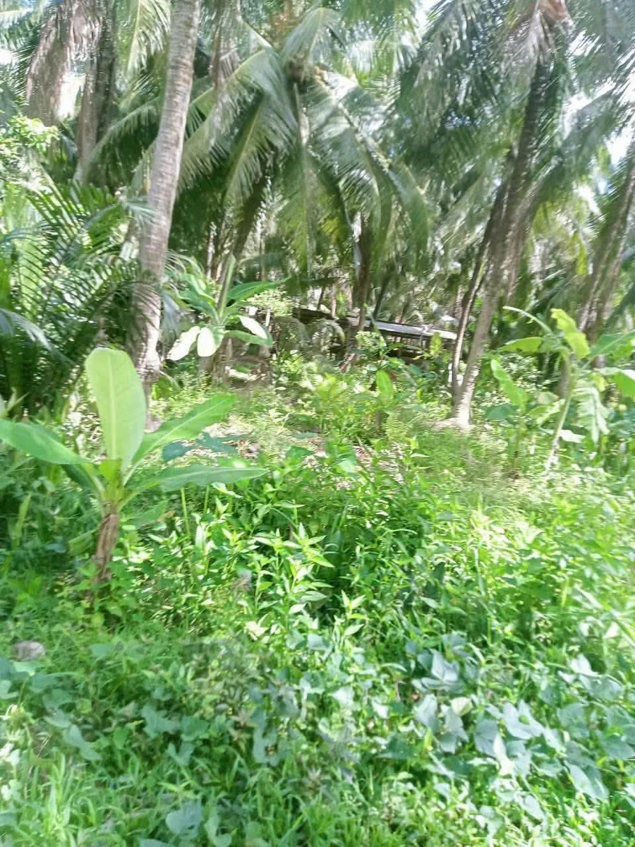 Bán đất 6000m2 có thổ cư, mặt tiền Tân Thanh Tây - Ảnh thu nhỏ 2