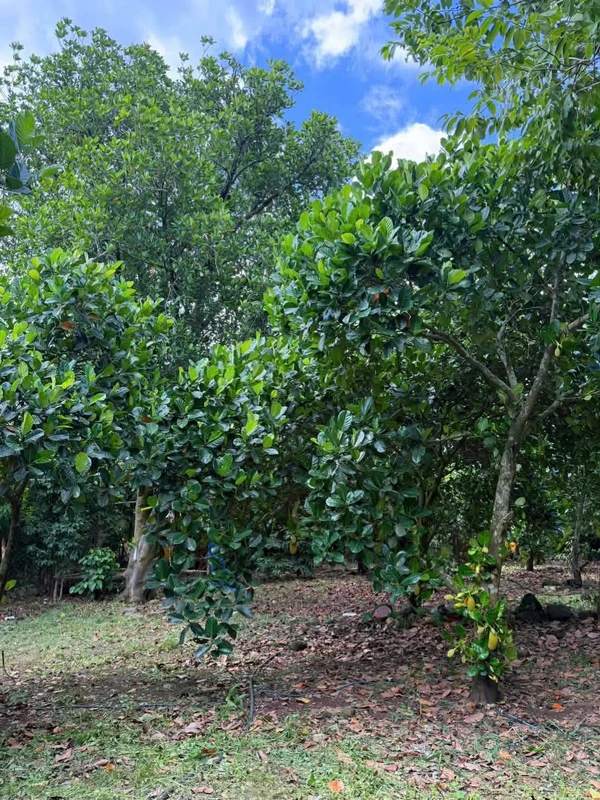 Bán đất vườn 500m² Bảo Vinh, Đồng Nai, 650 triệu