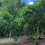 Bán đất vườn 500m² Bảo Vinh, Đồng Nai, 650 triệu - Ảnh thu nhỏ 1
