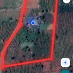 Bán đất nông nghiệp 1,5 hectare Gia Lai 4 tỷ - Ảnh thu nhỏ 3