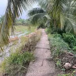 Bán đất vườn dừa và ruộng 11 công, Xã Phong Thạnh, Vĩnh Long - Ảnh thu nhỏ 2