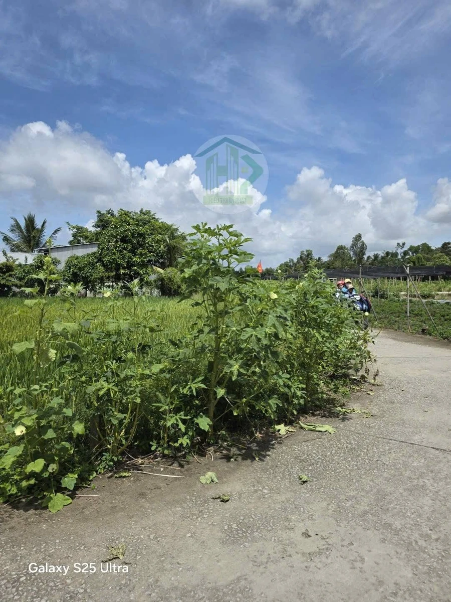 Bán 3 nền đất 626m² Cà Mau 620 triệu - Ảnh thu nhỏ 3