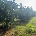 Bán đất góc 360m² tại Tân Lạc Hòa Bình giá 199 triệu - Ảnh thu nhỏ 3