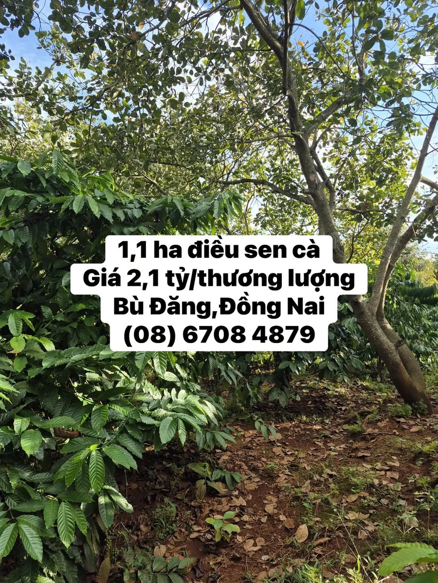 Bán 1,1ha đất nông nghiệp Bù Đăng, Đồng Nai, 2,1 tỷ - Ảnh 1