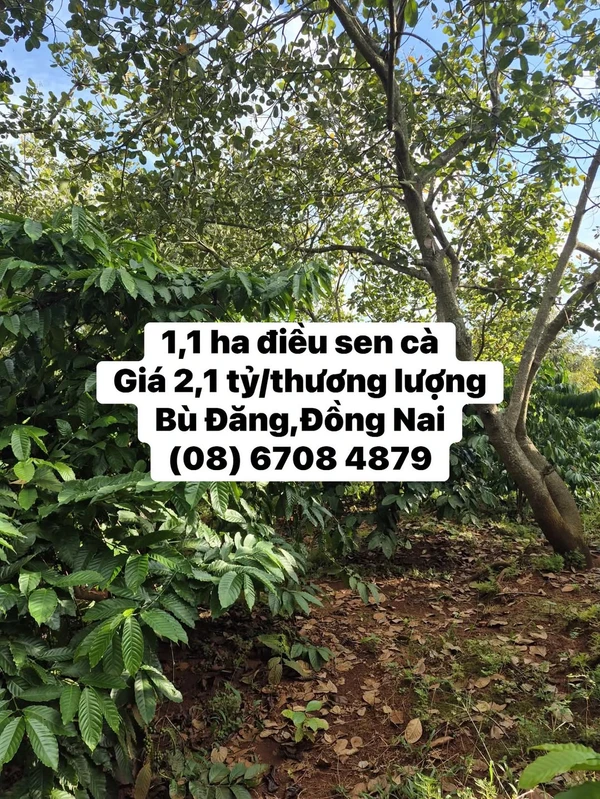 Bán 1,1ha đất nông nghiệp Bù Đăng, Đồng Nai, 2,1 tỷ