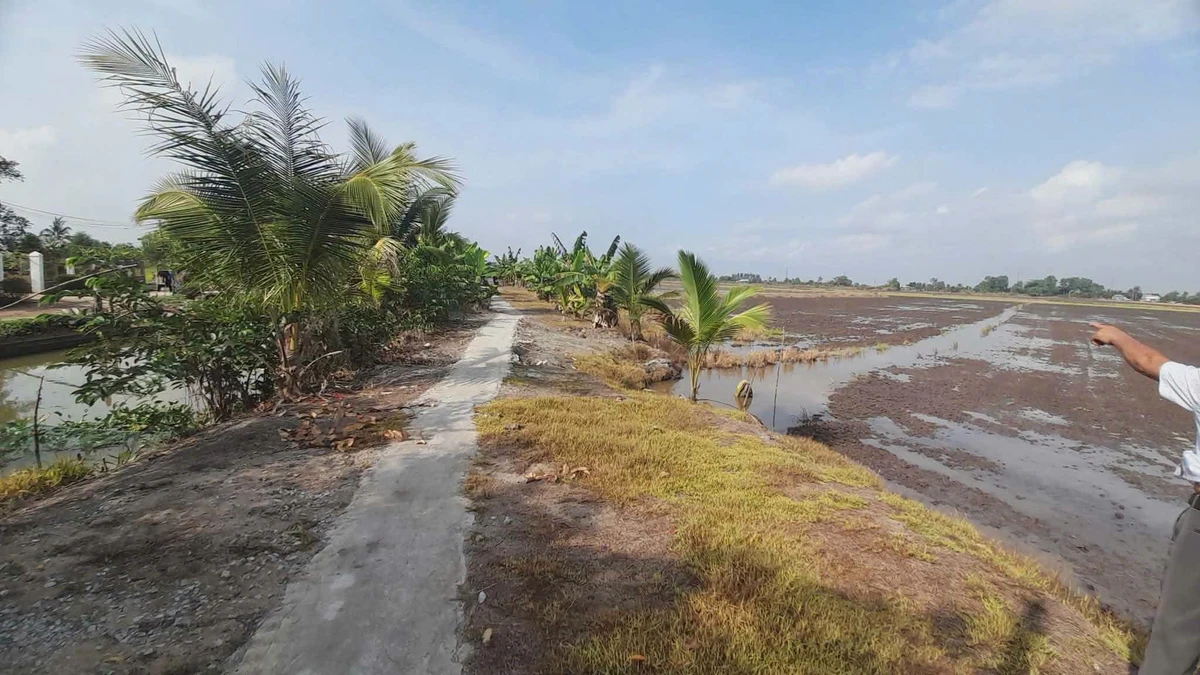 Bán đất ruộng góc 2 mặt tiền 150m x 400m Mong Thọ B Kiên Giang - Ảnh thu nhỏ 3