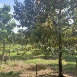 Bán đất 2112m² Định Quan Bình Dương 1 tỷ - Ảnh thu nhỏ 2
