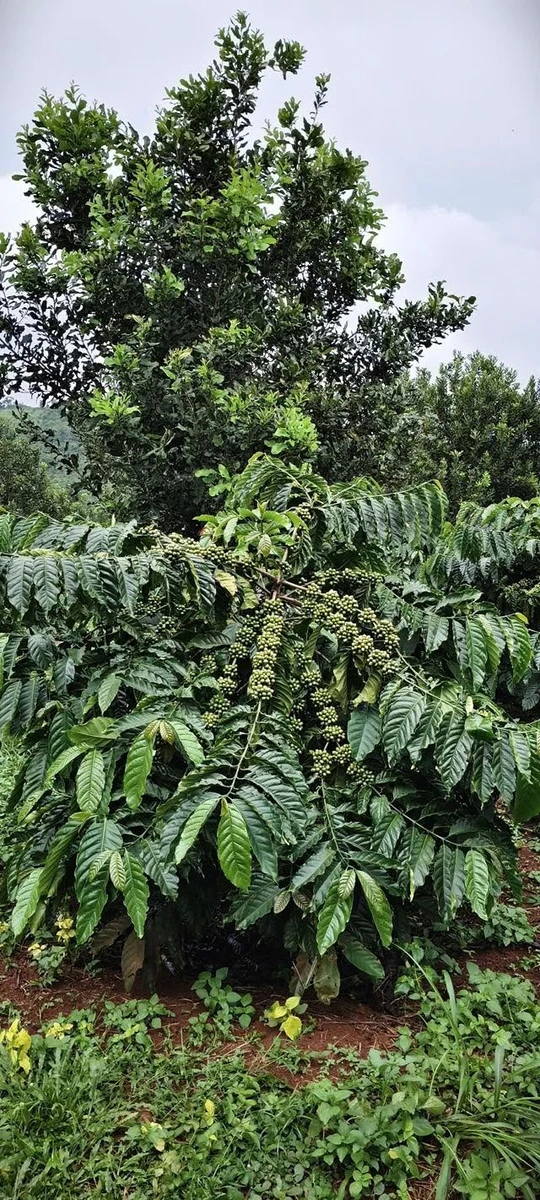 Bán lô vườn 3,8 ha cà phê macca tiêu Tuy Đức Lâm Đồng - Ảnh thu nhỏ 3