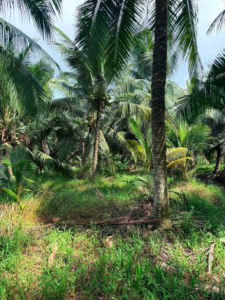 Bán đất vườn dừa 10.000m2 Mỹ Chánh Bến Tre 290 tỷ - Ảnh thu nhỏ 2