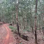 Bán đất cao su 2,5ha Tân Lợi, Đồng Nai, 1 tỷ/ha - Ảnh thu nhỏ 3