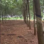 Bán đất cao su Phú Riêng 6.8ha, mặt tiền 300m - Ảnh thu nhỏ 4