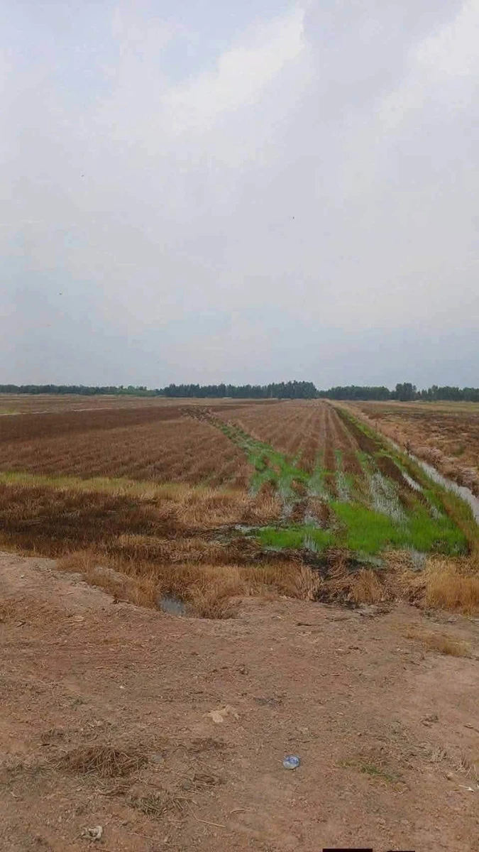 Bán 23 công đất lúa Thạnh Phước Long An - Ảnh thu nhỏ 3