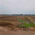 Bán 23 công đất lúa Thạnh Phước Long An - Ảnh thu nhỏ 3