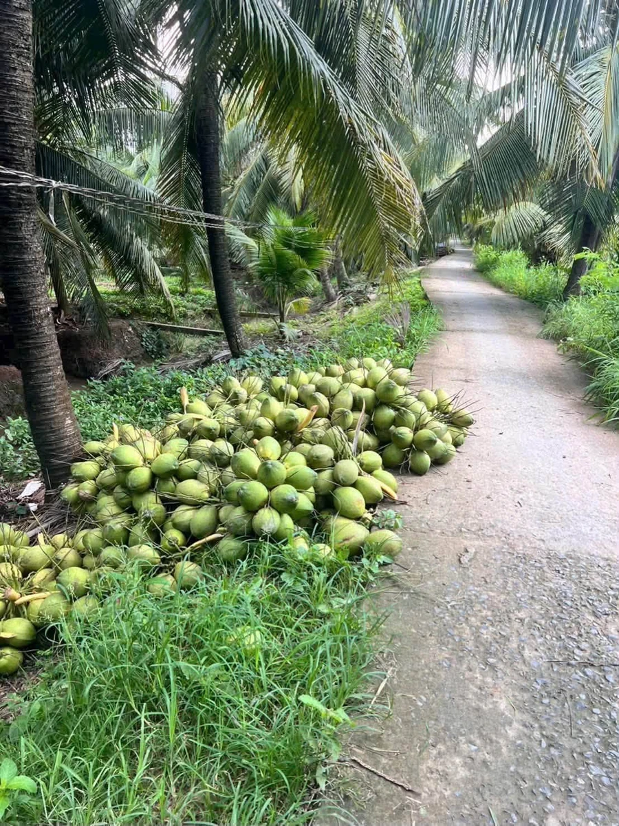 Bán 4,5 công đất vườn dừa xiêm Phú Thuận, Vĩnh Long 2,7 tỷ - Ảnh thu nhỏ 5