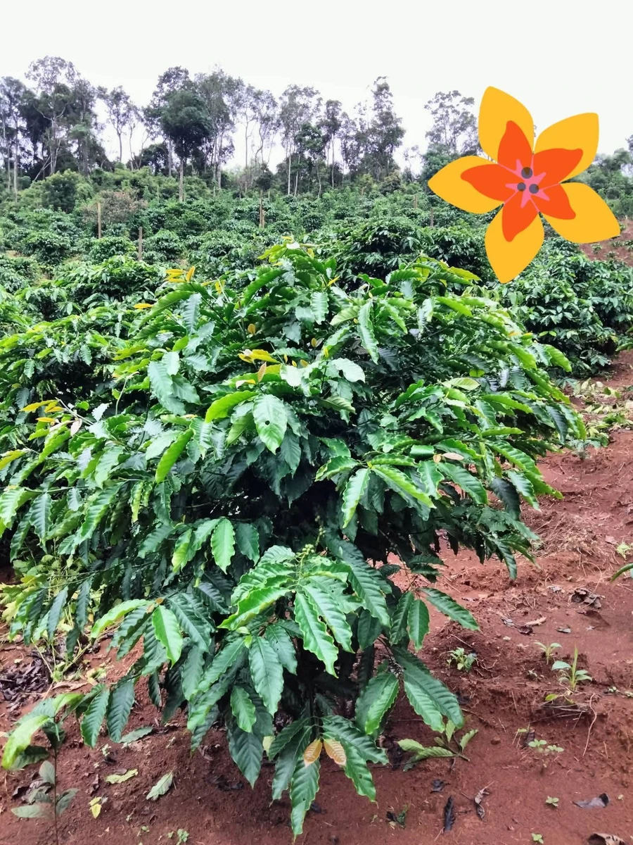 Bán đất 1ha 4 tại Quảng Tâm, Tuy Đức, Đắk Nông, 1 tỷ 400 triệu - Ảnh thu nhỏ 4
