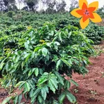Bán đất 1ha 4 tại Quảng Tâm, Tuy Đức, Đắk Nông, 1 tỷ 400 triệu - Ảnh thu nhỏ 4