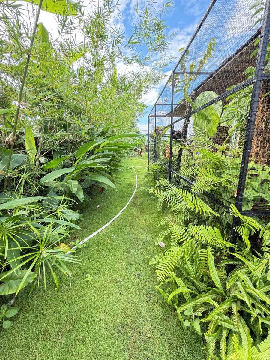 Bán nhà vườn 975m² Phường Eakao, 2 tỷ - Ảnh thu nhỏ 5