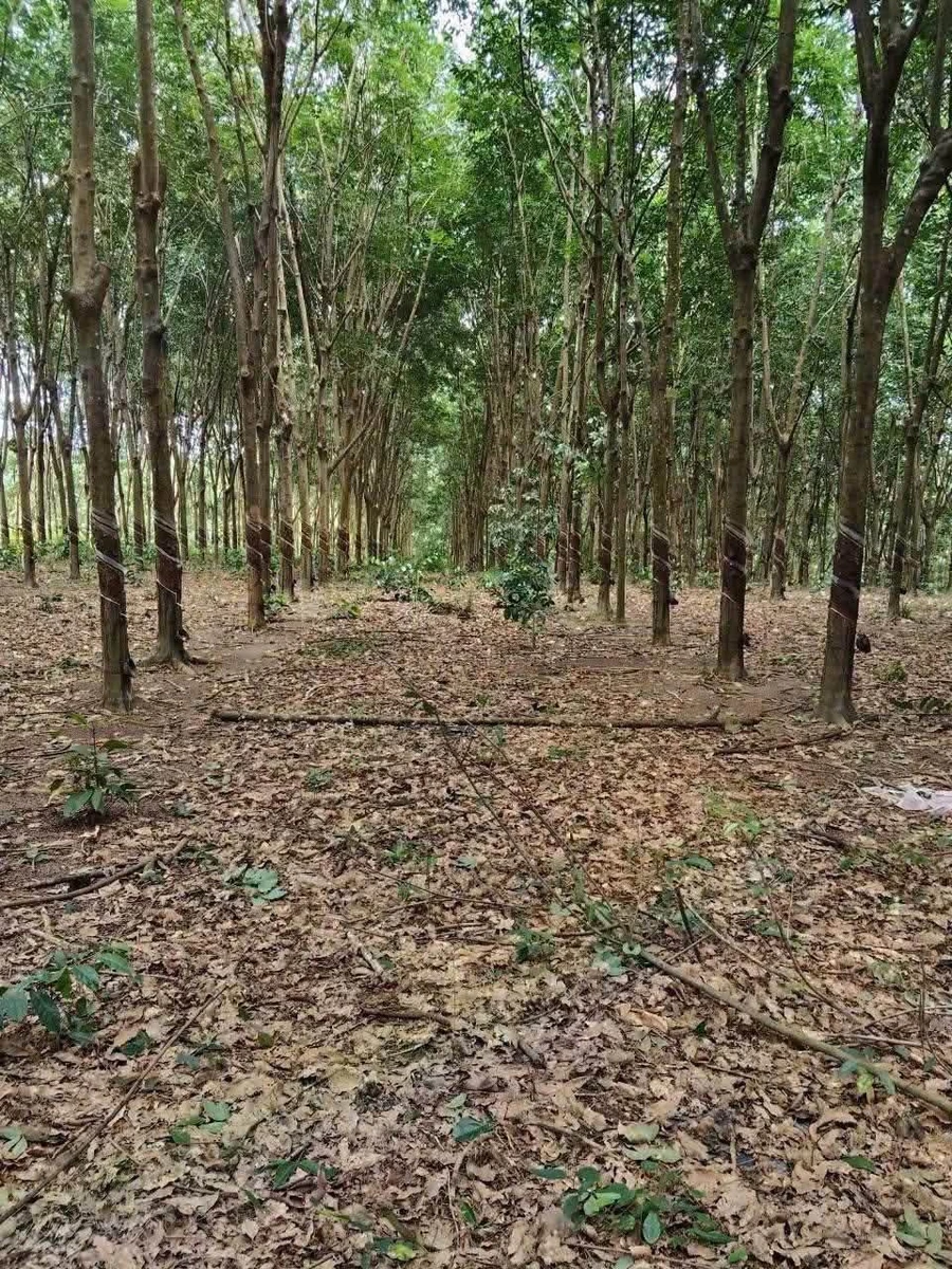 Bán 3.5 ha đất cao su Phú Riềng, Bình Phước - Ảnh thu nhỏ 2