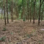 Bán 3.5 ha đất cao su Phú Riềng, Bình Phước - Ảnh thu nhỏ 2