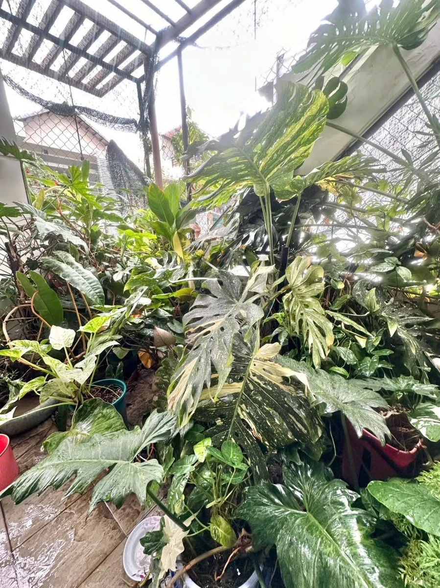 Bán nhà 5 tầng 75m2, 5PN tại Lý Thường Kiệt, Q.12 - Ảnh thu nhỏ 5