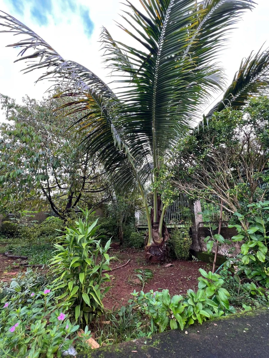Nhà vườn bán 700m² 3 phòng ngủ Phường Xuân Lập Long Khánh - Ảnh thu nhỏ 4