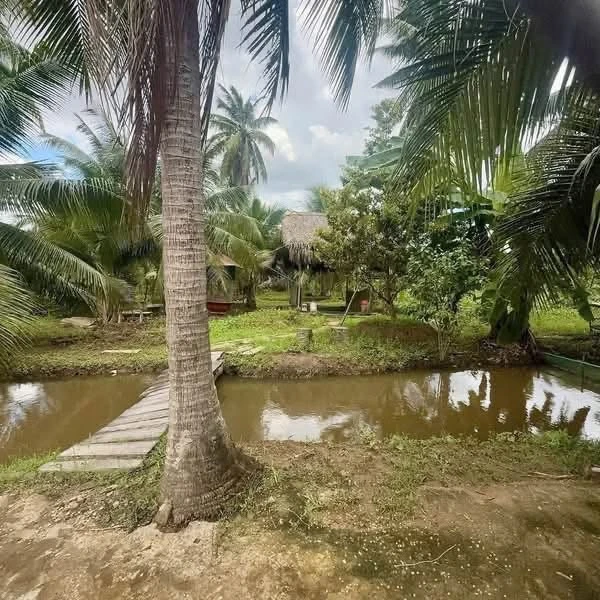 Bán nền biệt thự Phú Hưng Bến Tre 593m² giá 780 triệu - Ảnh thu nhỏ 3