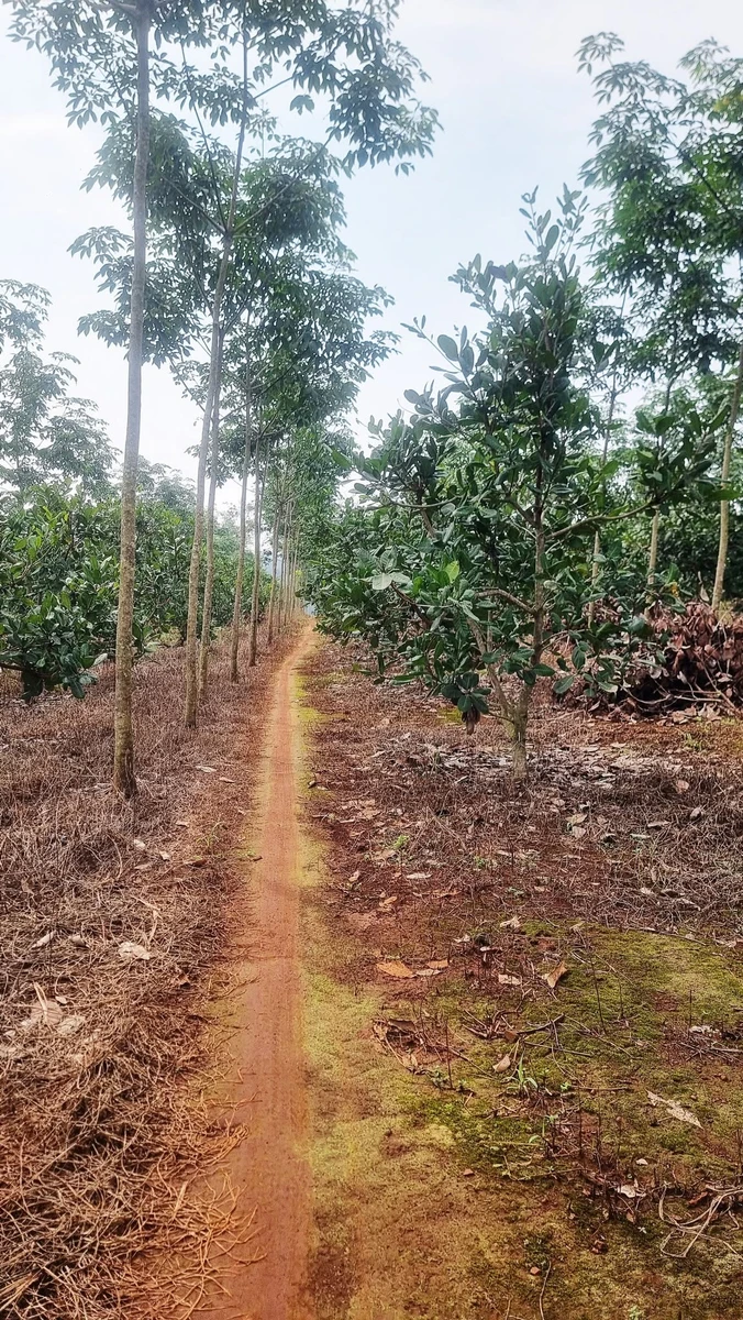 Bán 1,6ha đất cao su xen điều Đồng Nai 3,5 tỷ - Ảnh 1