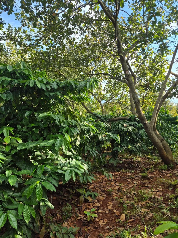 Bán 1,1ha đất đỏ cà phê, điều già, có suối tại Đức Phong